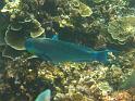 Similan (110)